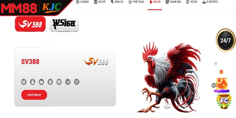 Đá gà MM88 – Điểm đến giải trí an toàn cho người yêu thích chọi gà